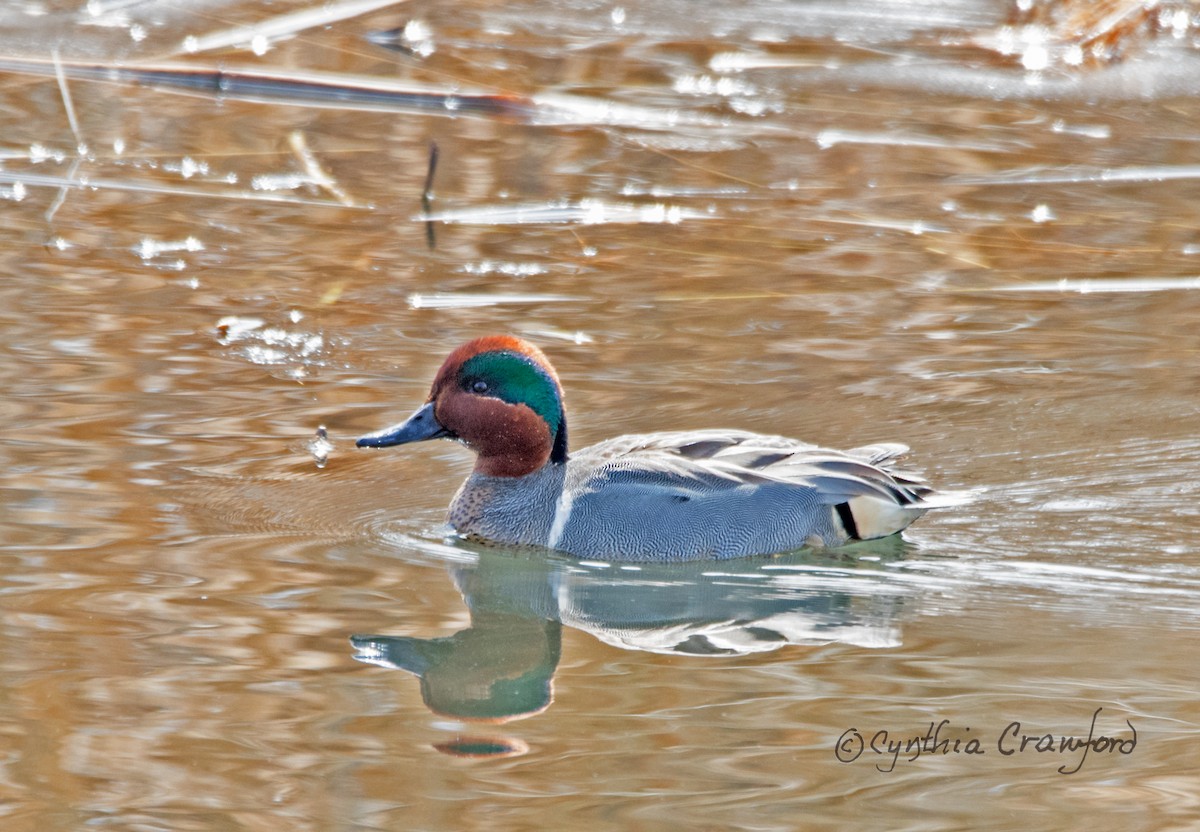 Green-winged Teal - ML53357071