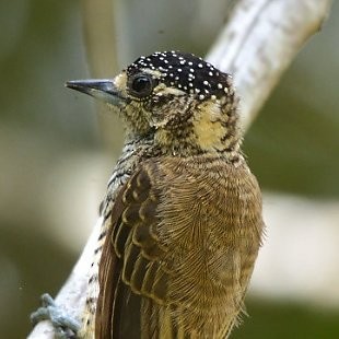 White-barred Piculet - ML533571501