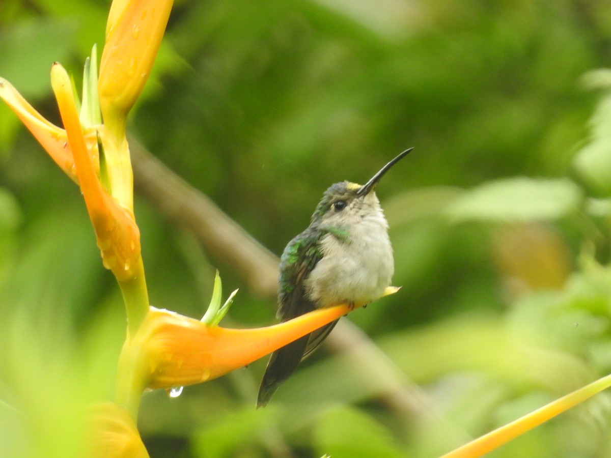 kolibřík klínoocasý (ssp. excellens) - ML533573351