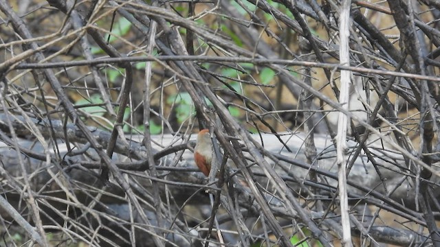 Rusty-backed Spinetail - ML533574561