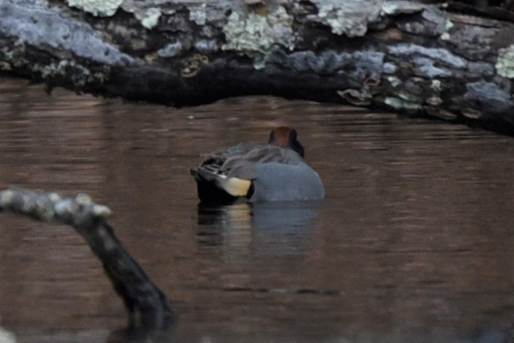 Green-winged Teal - Ed Andree