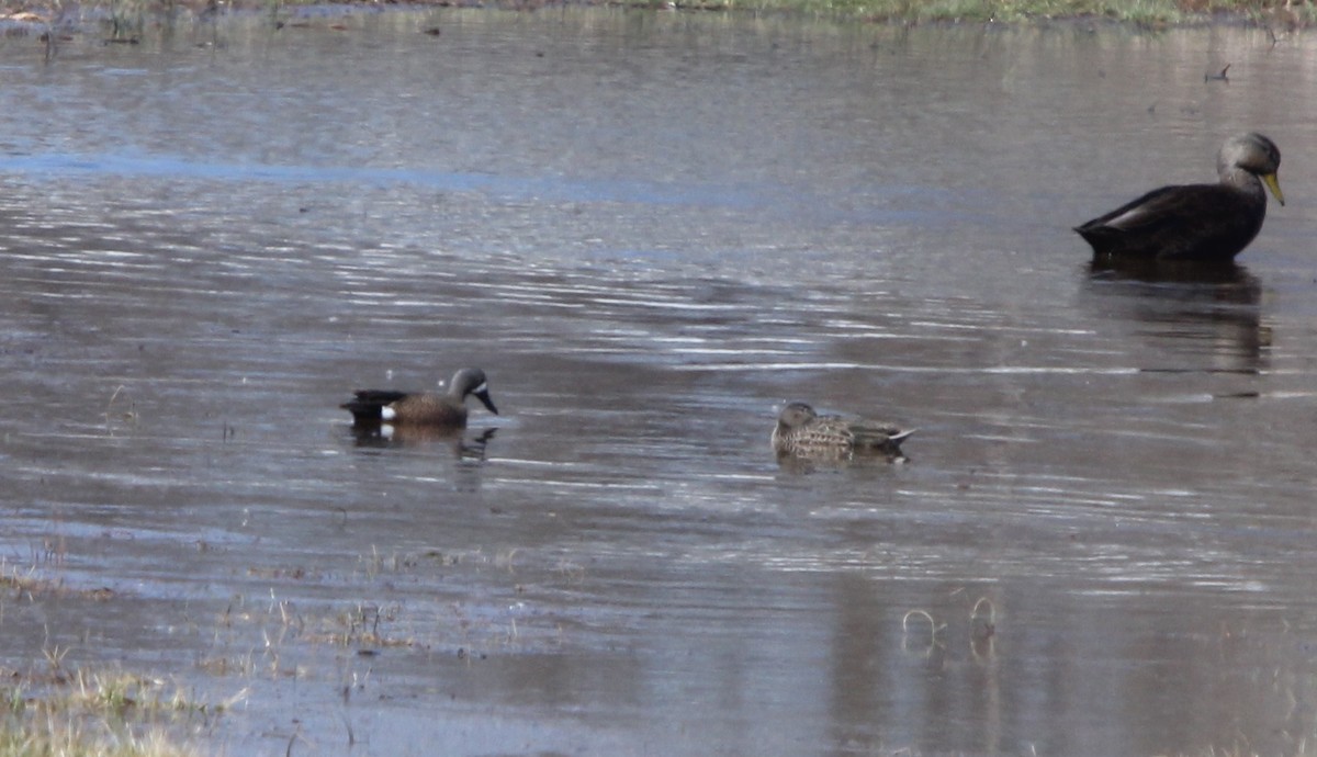 Blue-winged Teal - ML53358071