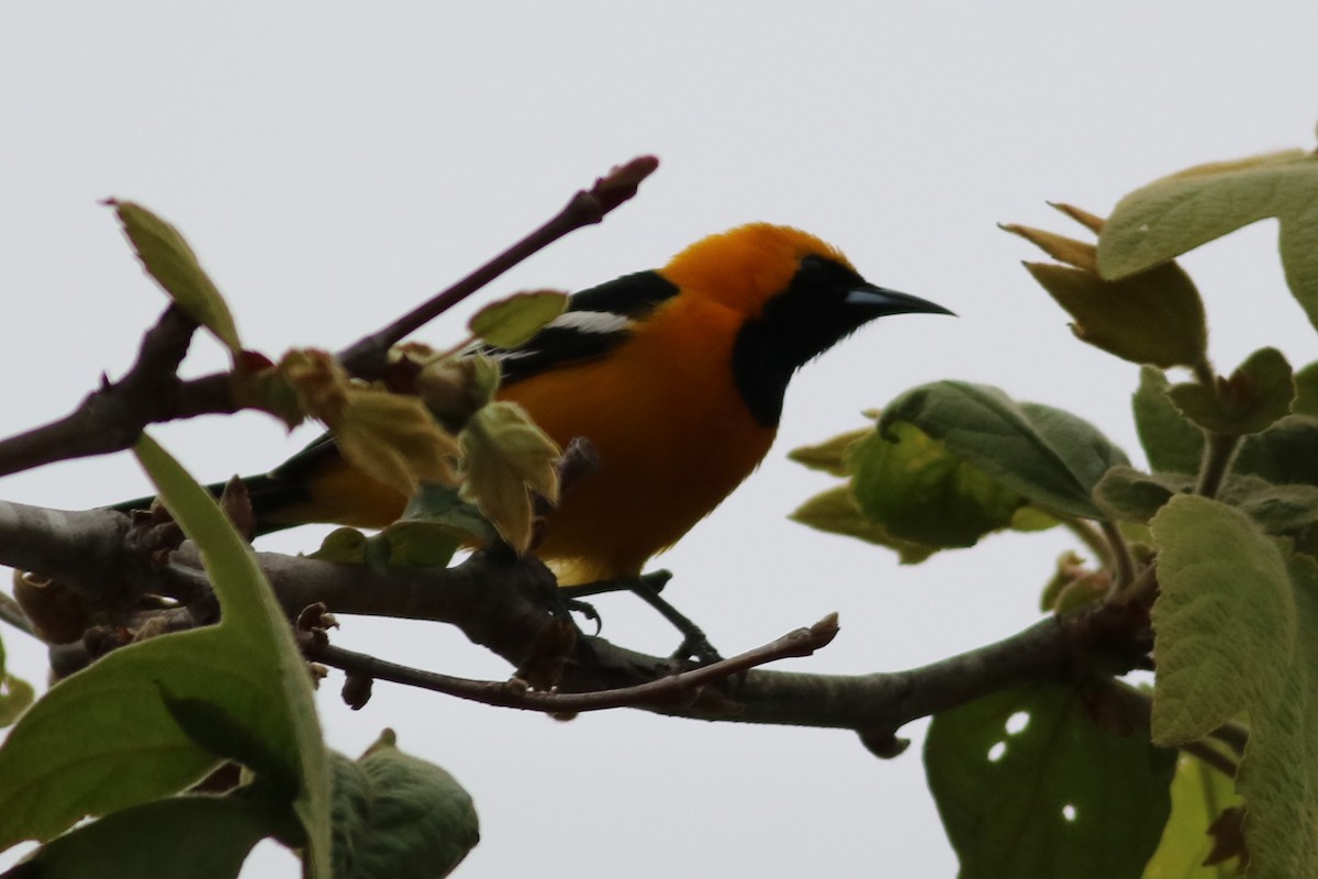 Hooded Oriole - Rick Taylor