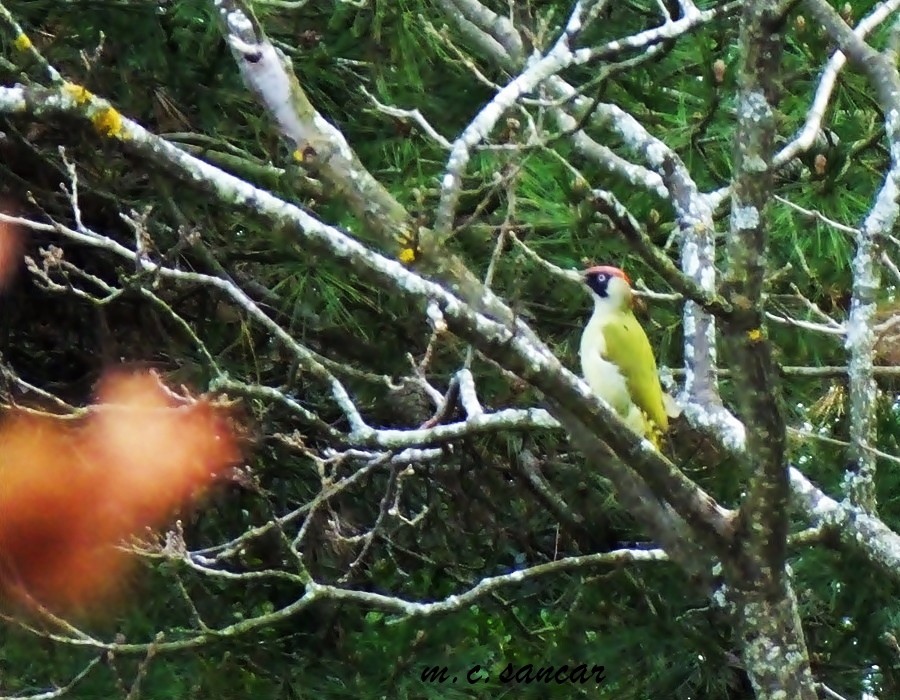 Eurasian Green Woodpecker - ML533584611