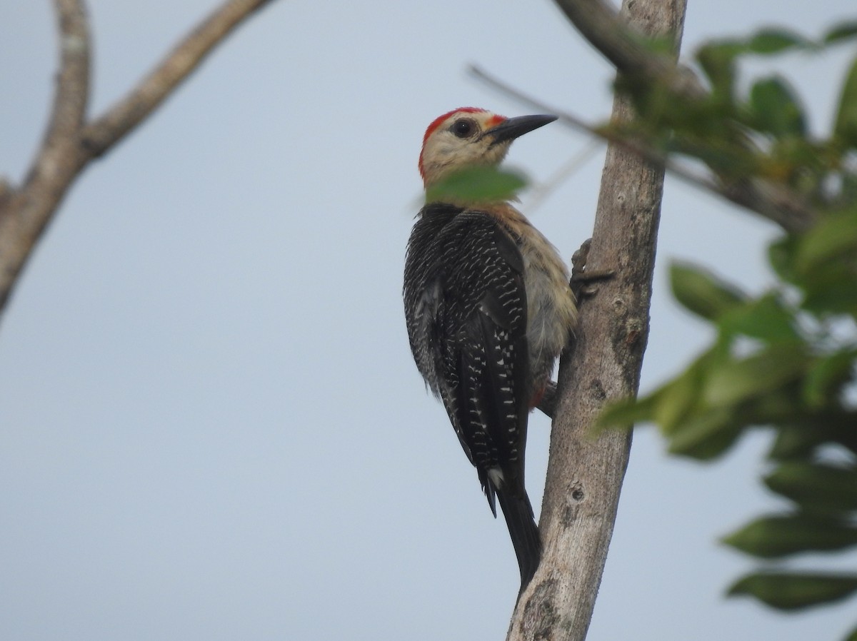 Golden-fronted Woodpecker (Velasquez's) - ML533587101