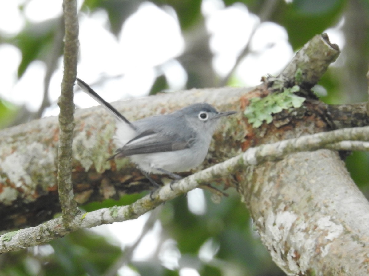 Blue-gray Gnatcatcher (obscura Group) - ML533587291