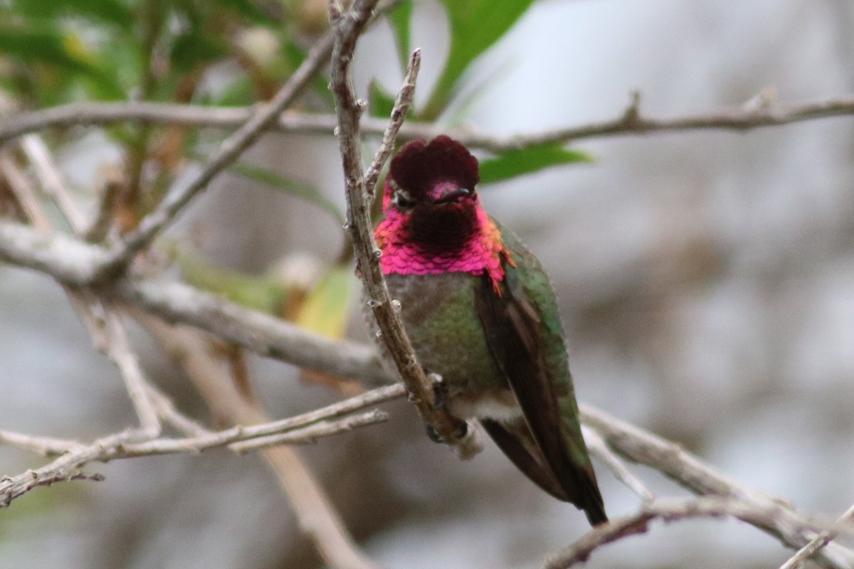 Anna's Hummingbird - Rick Taylor