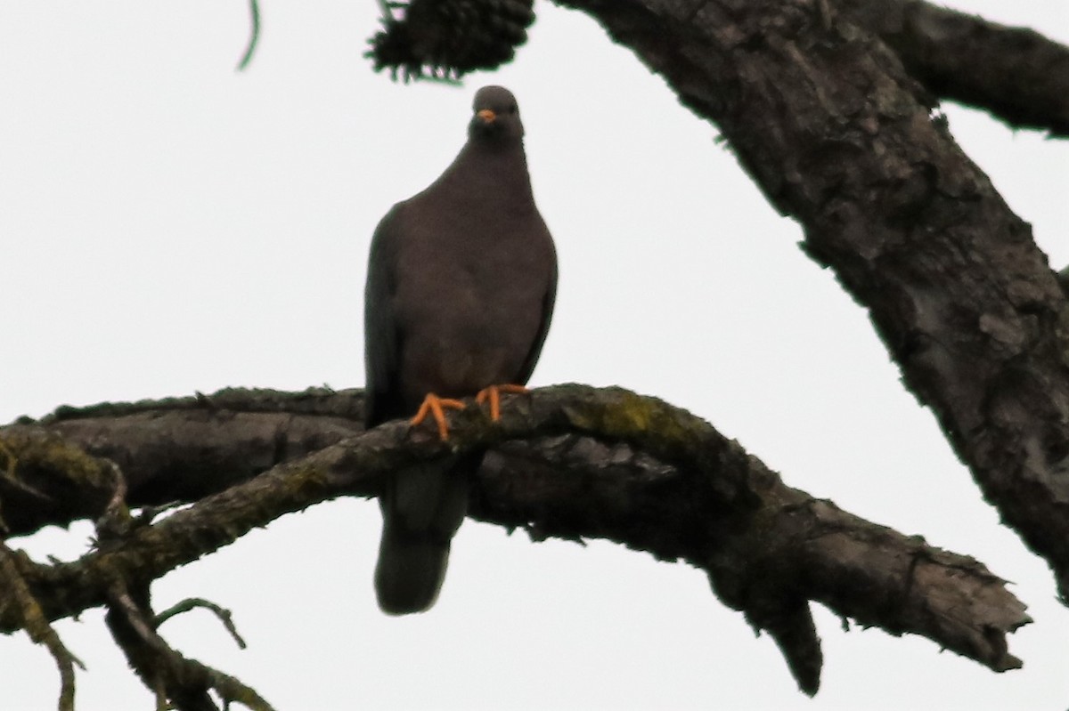 Band-tailed Pigeon - ML53359021