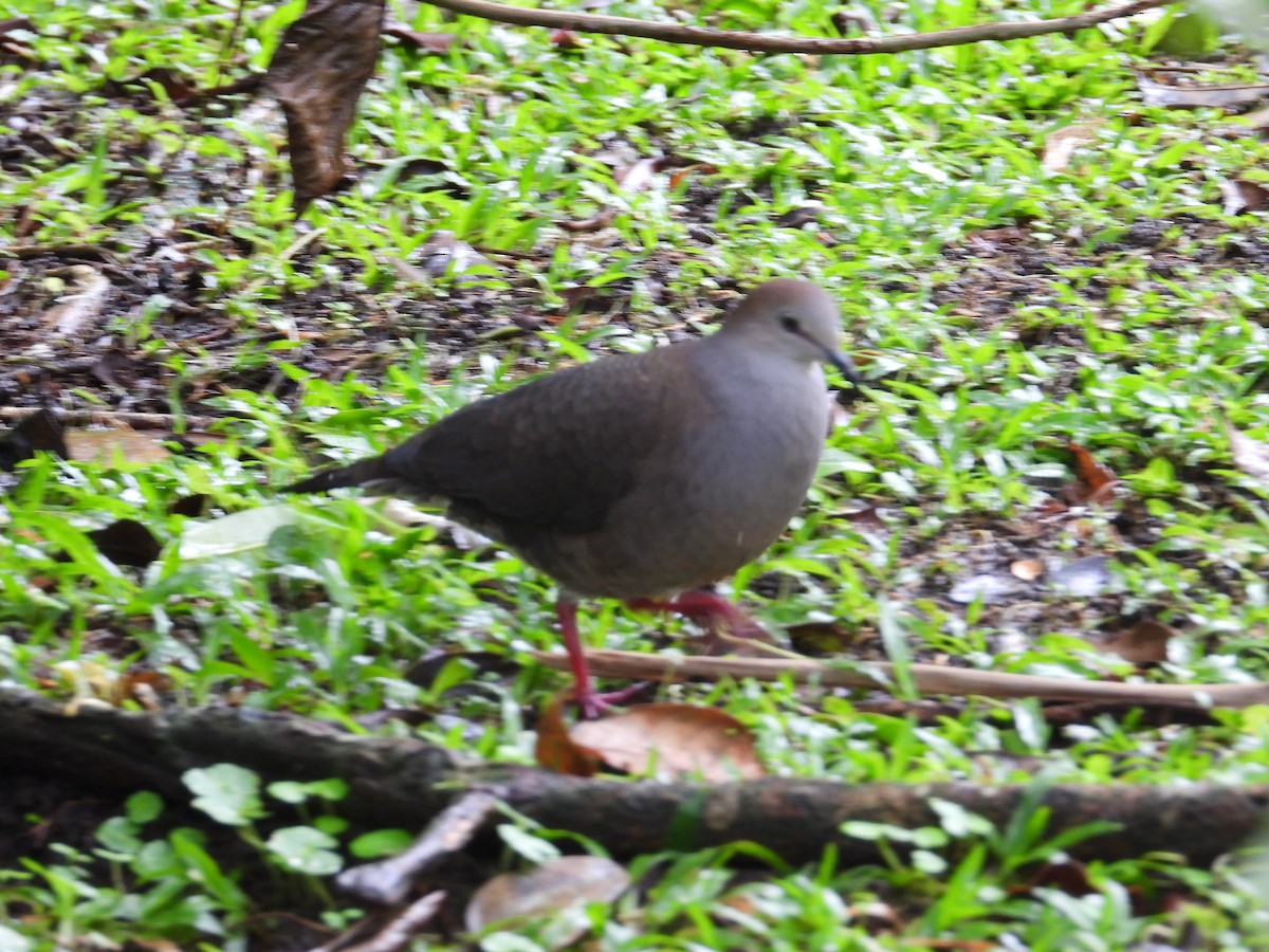 Gray-chested Dove - ML533591631