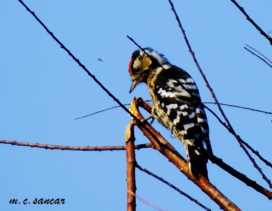 Lesser Spotted Woodpecker - ML533597581