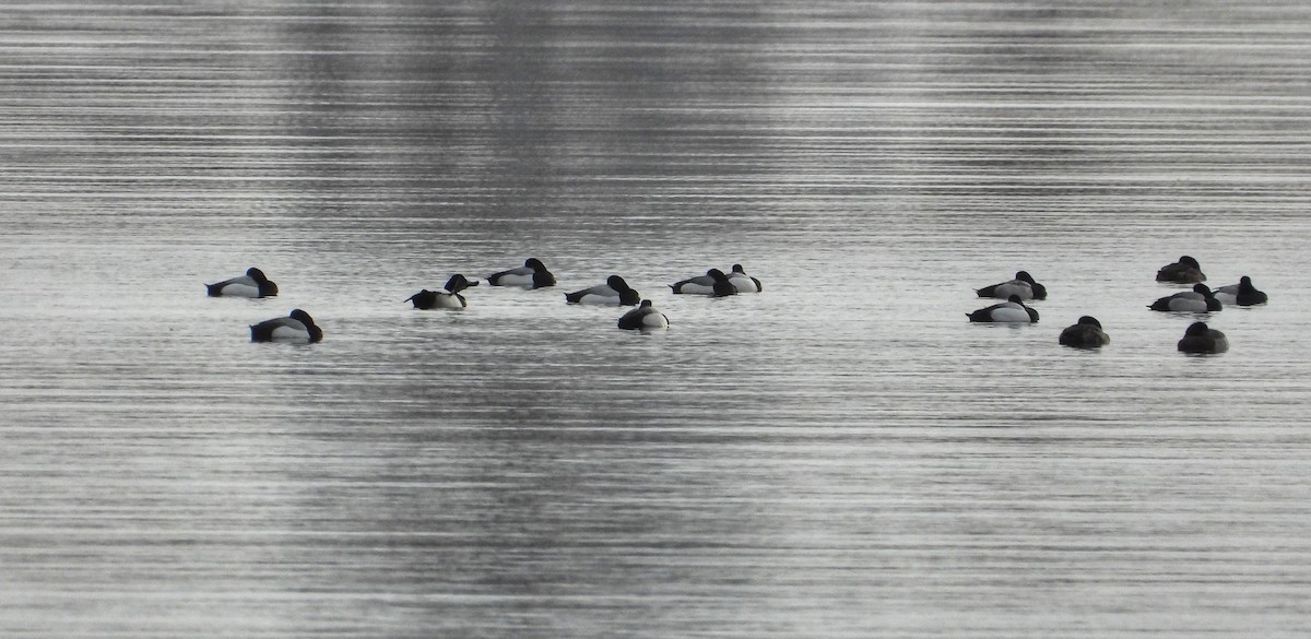 Greater Scaup - ML533599141