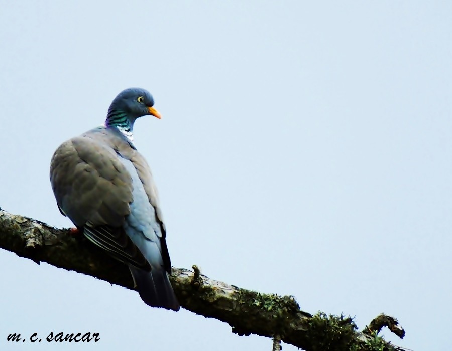 Common Wood-Pigeon - ML533605251