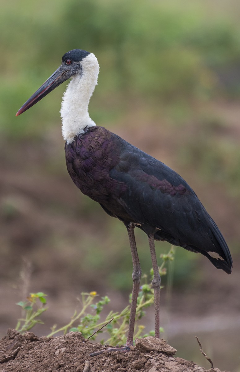 Asian Woolly-necked Stork - ML533605301