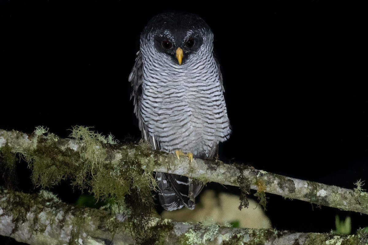 Black-and-white Owl - ML533605931