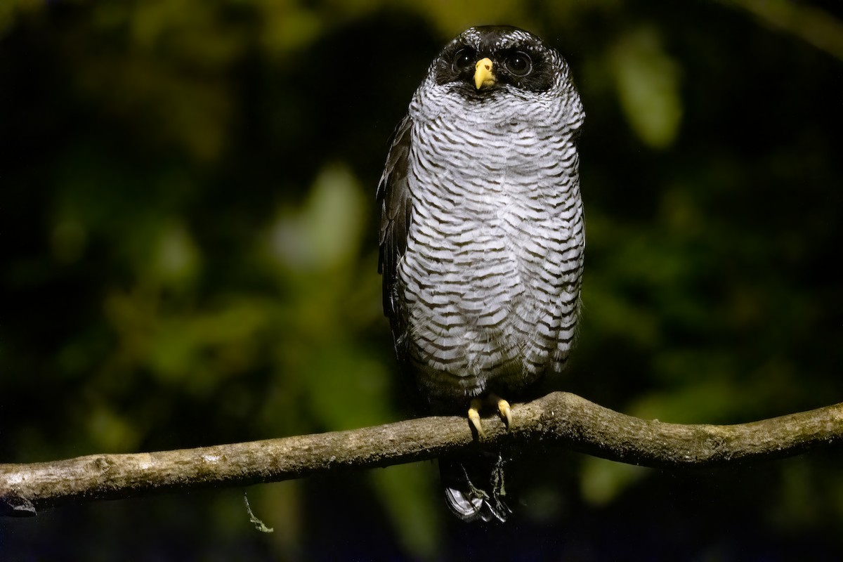 Black-and-white Owl - ML533605951