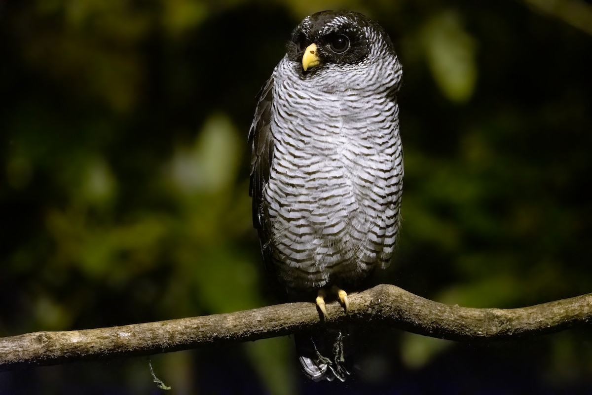 Black-and-white Owl - Ben  Lucking