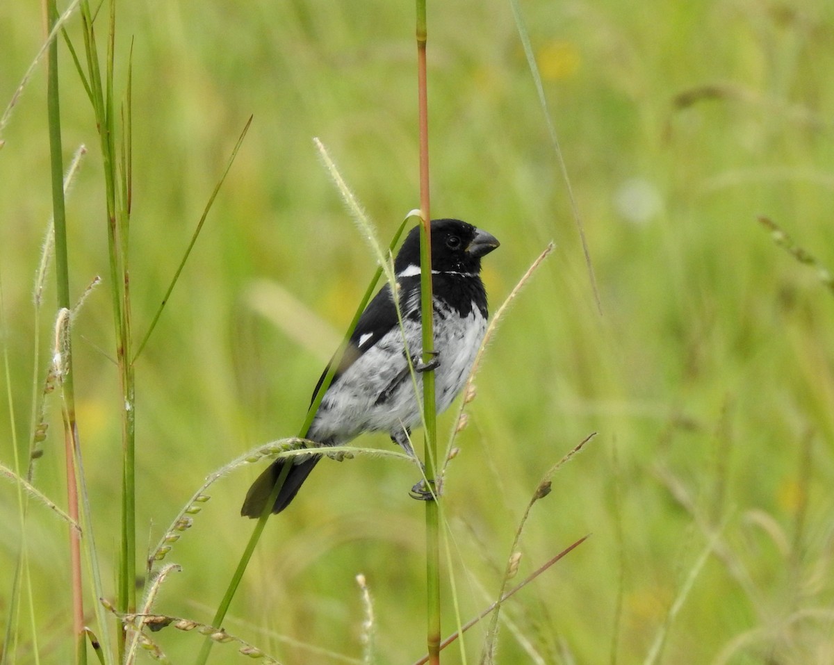 Variable Seedeater - Dallas Levey