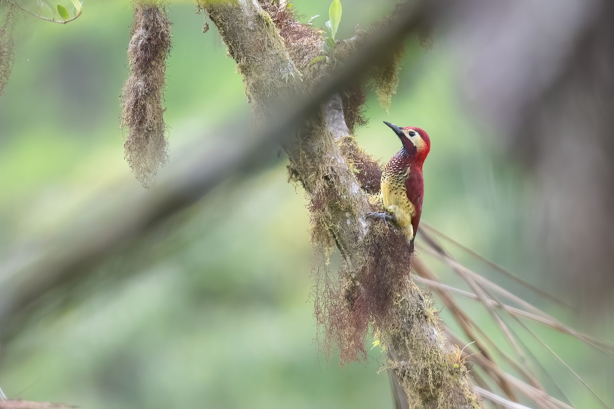 Crimson-mantled Woodpecker - ML533609681