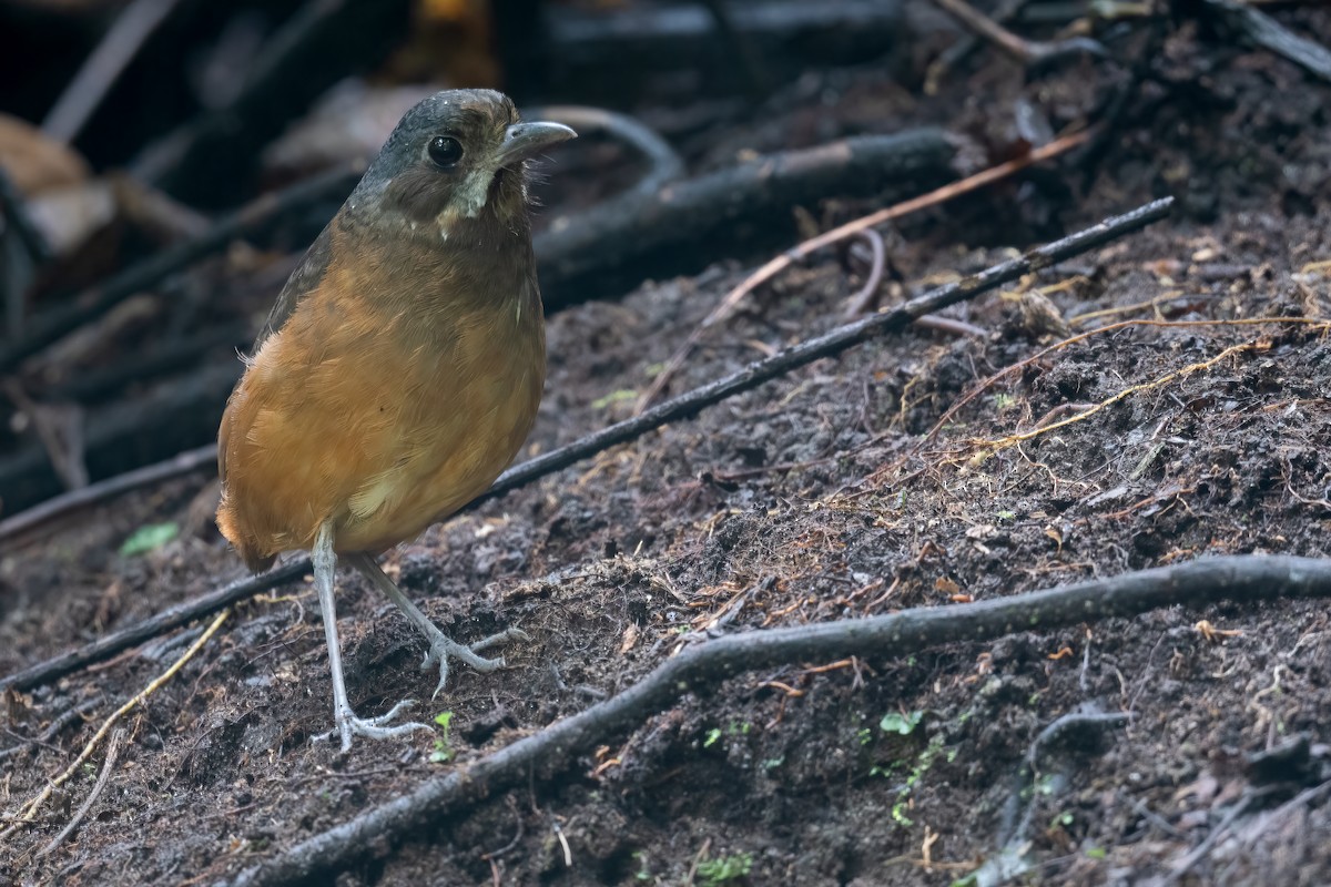 Moustached Antpitta - ML533609981