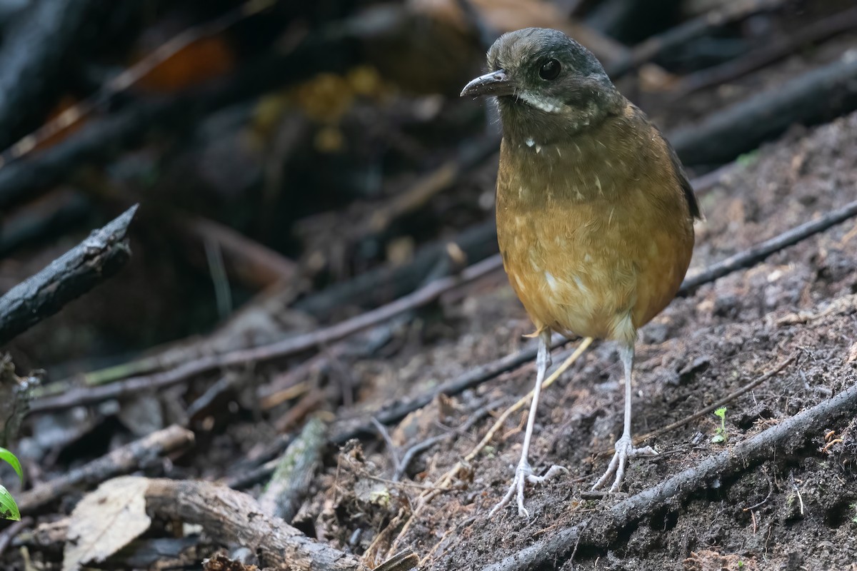 Moustached Antpitta - ML533610001