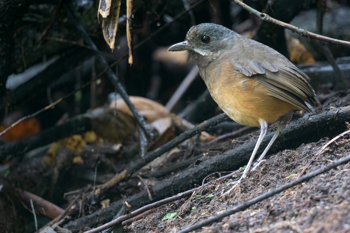 Moustached Antpitta - ML533610011