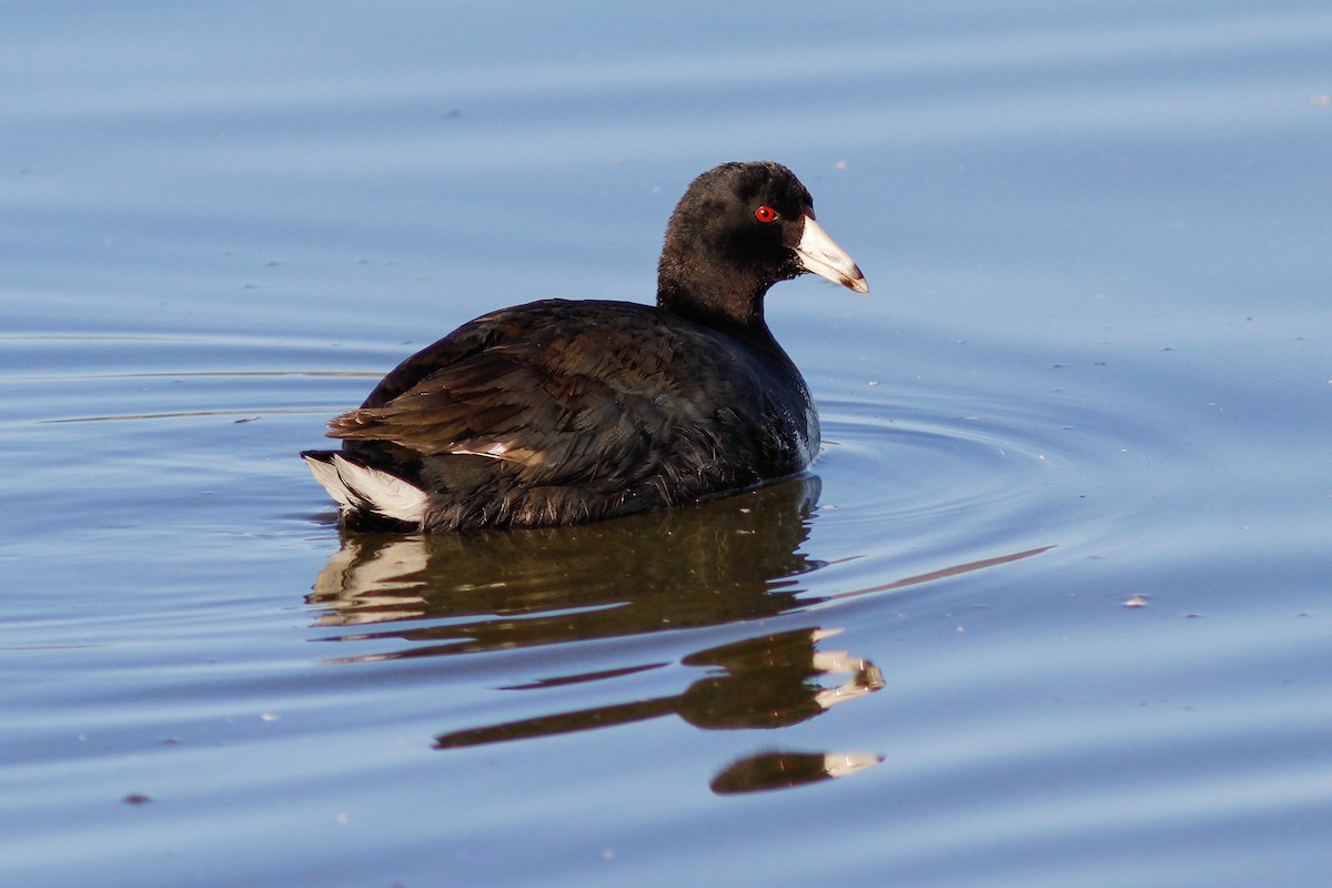 American Coot (Red-shielded) - ML533620451