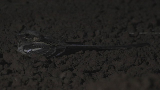 Long-tailed Nightjar - ML533622581