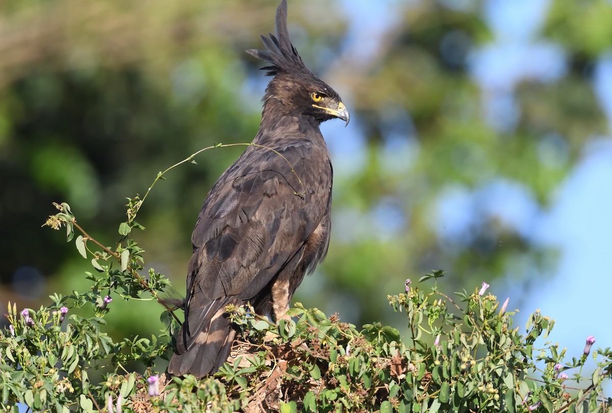 Long-crested Eagle - S Vasanthan