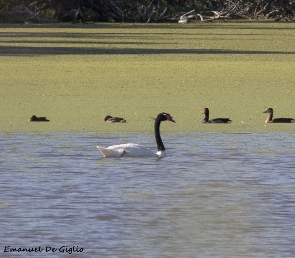 Black-necked Swan - ML533632601