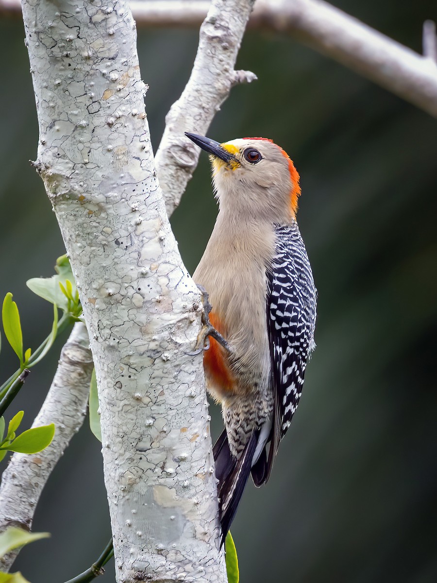 Yucatan Woodpecker - ML533636551