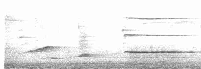 Мускусная утка (Одомашенного типа) - ML533637271