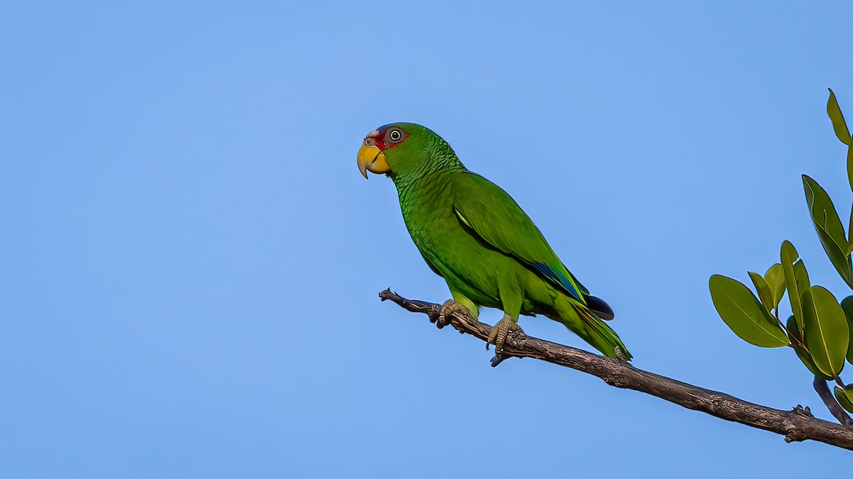 White-fronted Parrot - ML533642821