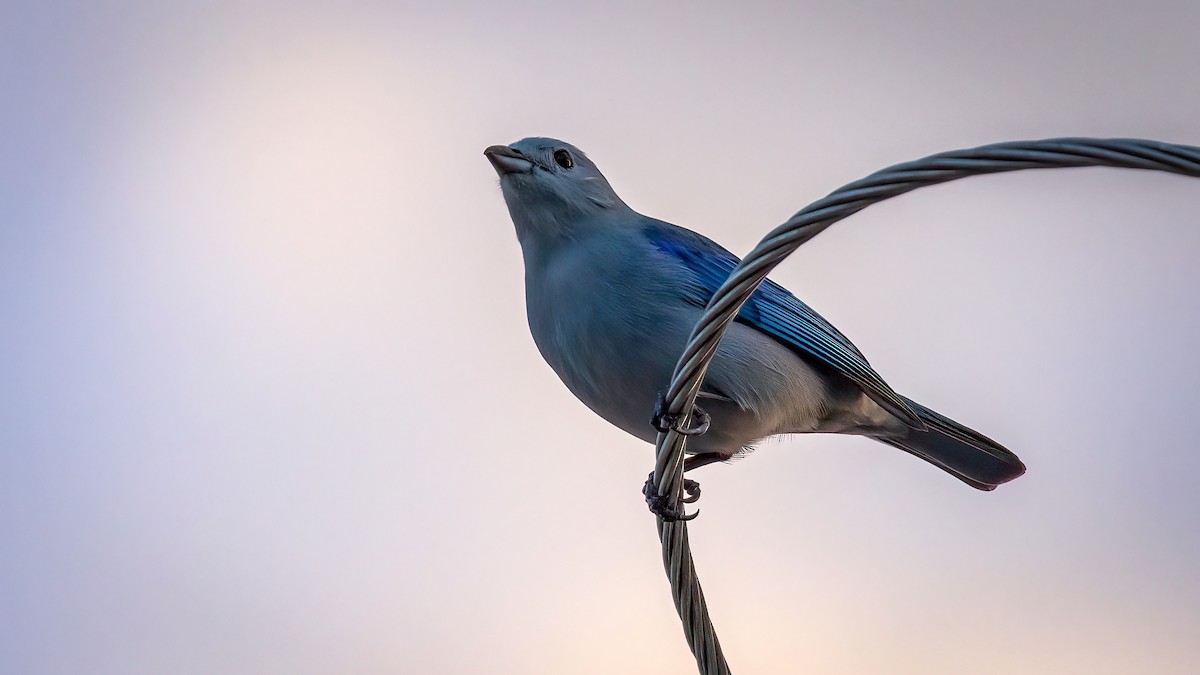 Blue-gray Tanager - ML533642961