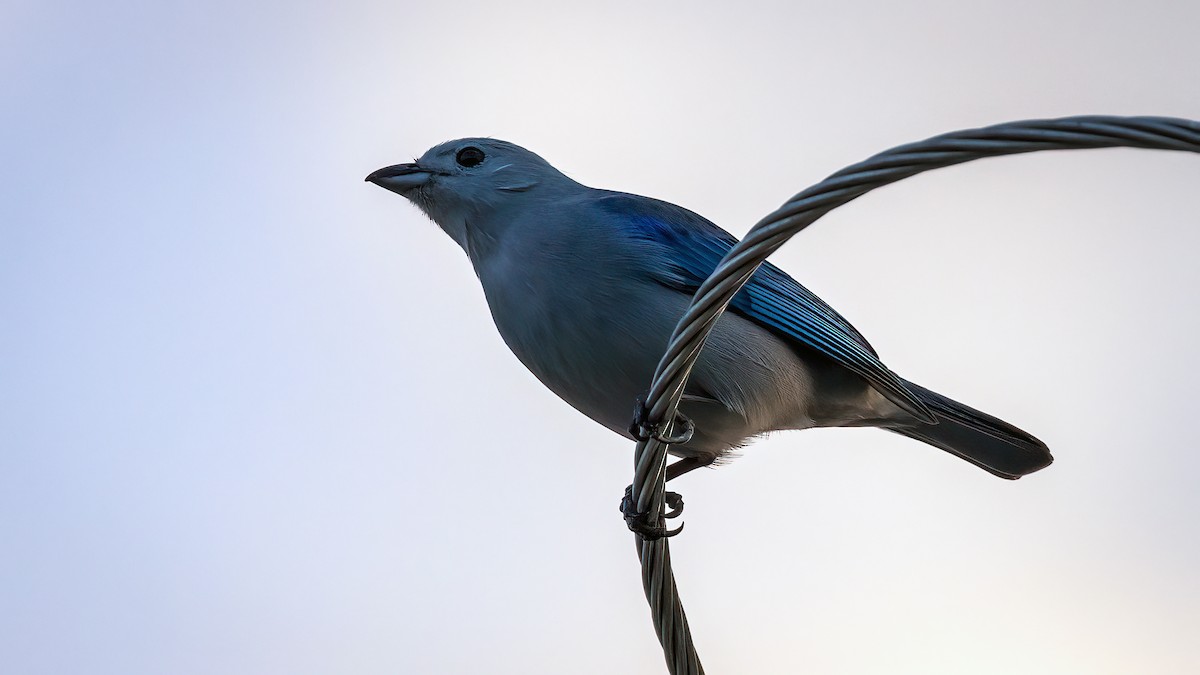 Blue-gray Tanager - ML533642991