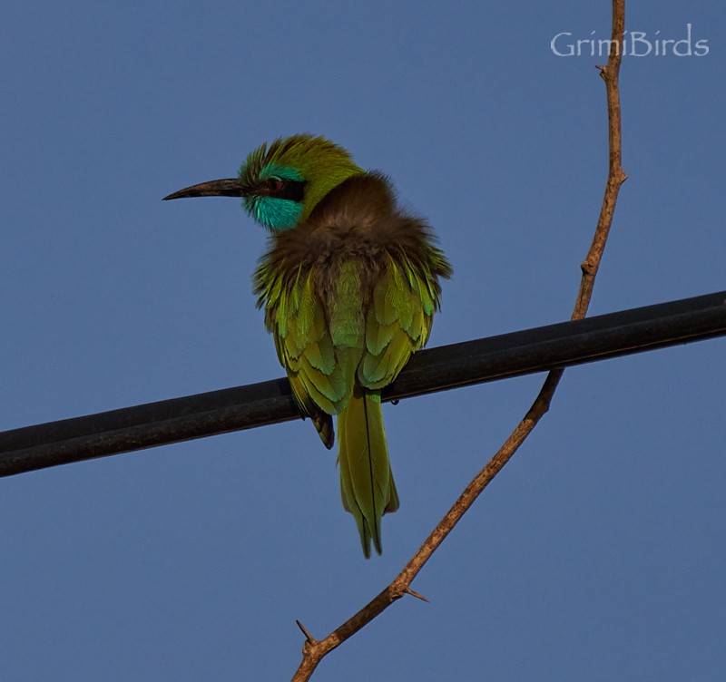 Arabian Green Bee-eater - ML533643421