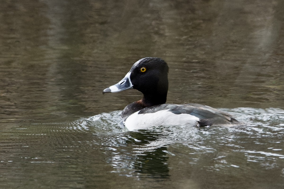 Ring-necked Duck - Nate Sabo