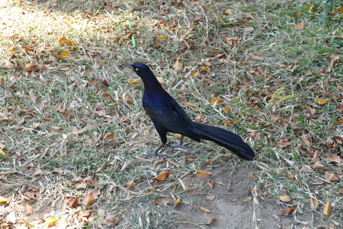 Great-tailed Grackle - Quentin Brown