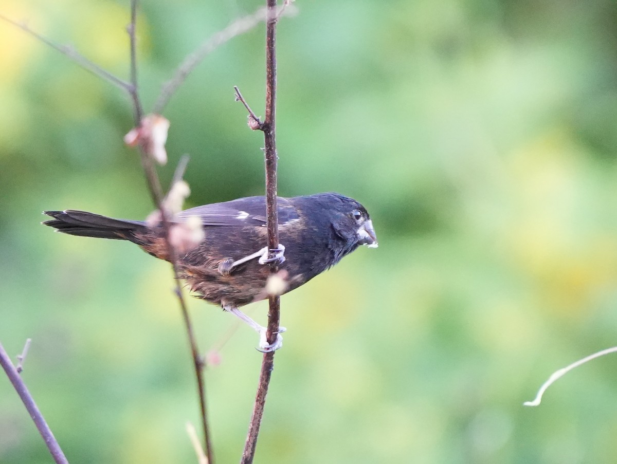 Variable Seedeater - ML533645961