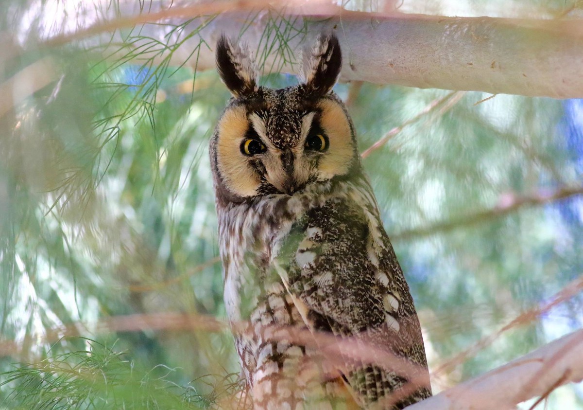 Long-eared Owl - Thomas Ford-Hutchinson