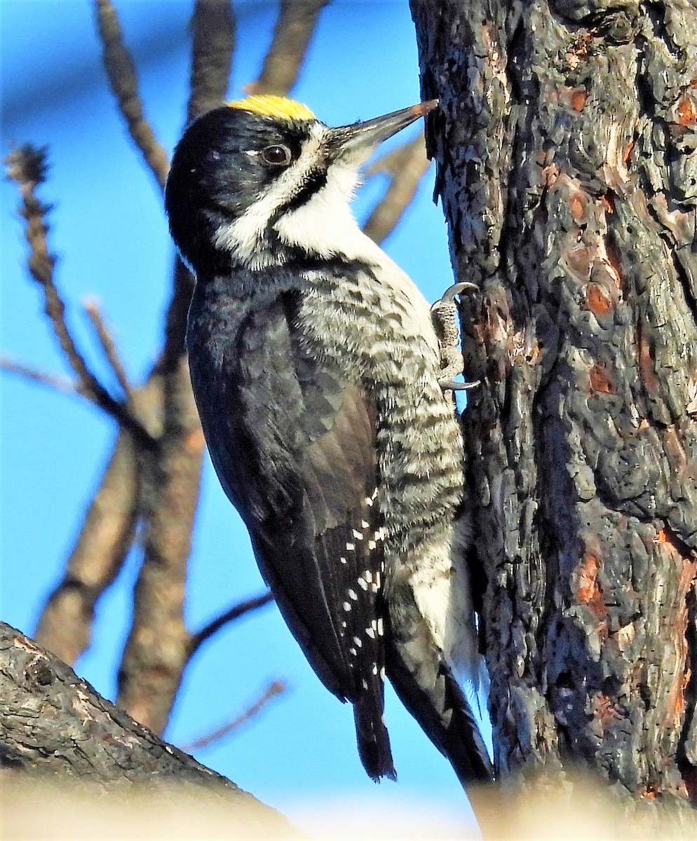 Black-backed Woodpecker - ML533652181