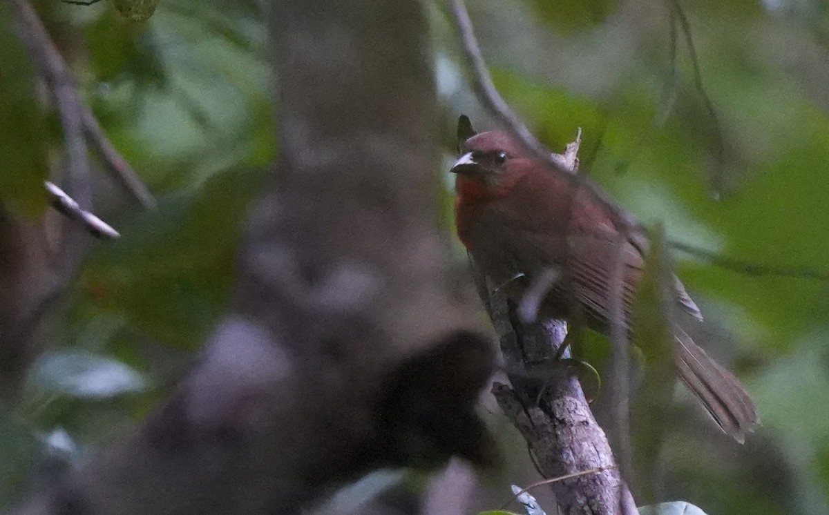 Red-throated Ant-Tanager - ML533652331