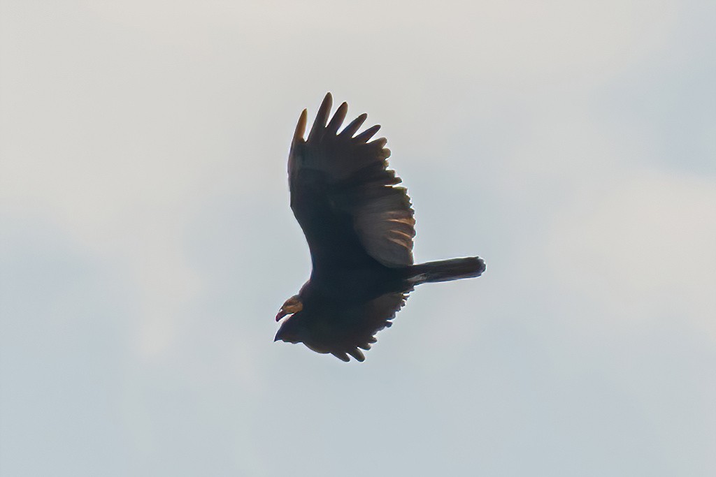 Greater Yellow-headed Vulture - ML533657521