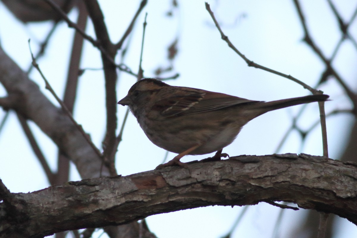 White-throated Sparrow - Richard Stanton
