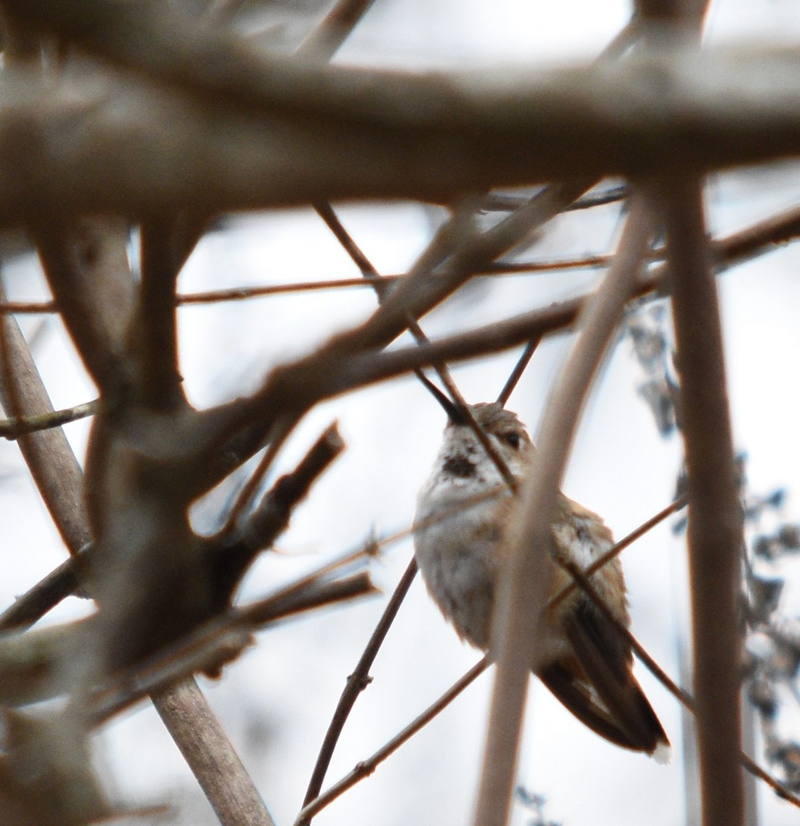 Rufous/Allen's Hummingbird - ML533658591