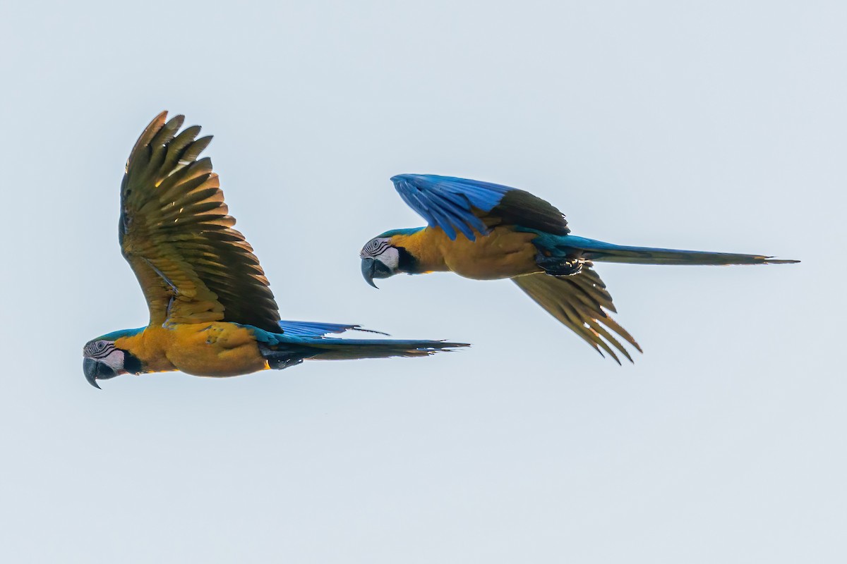 Blue-and-yellow Macaw - ML533658941