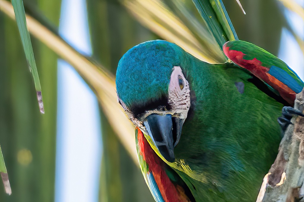 Chestnut-fronted Macaw - ML533660031