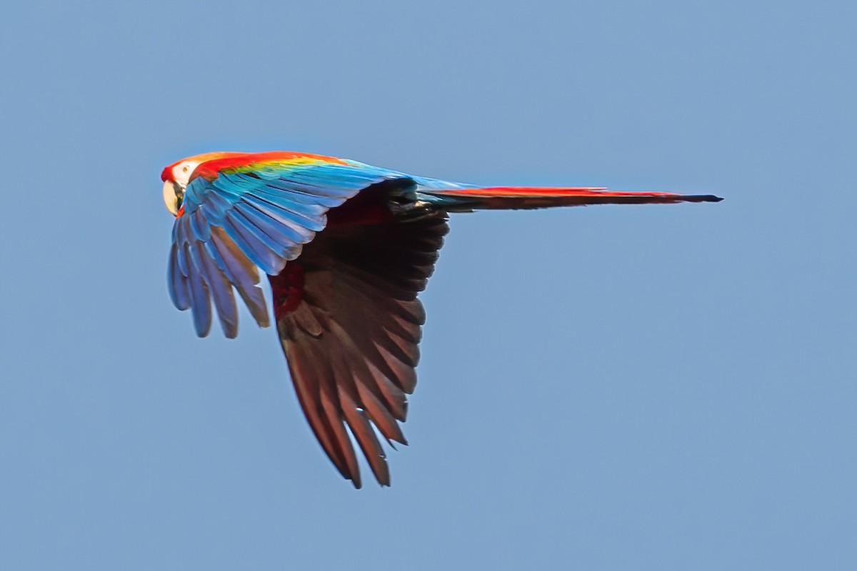 Scarlet Macaw - ML533660751