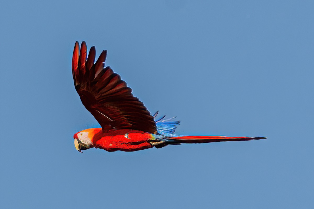 Scarlet Macaw - ML533660871