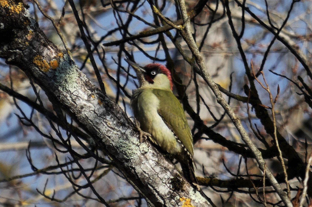 Eurasian Green Woodpecker - ML533662481