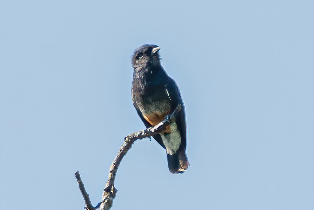 Swallow-winged Puffbird - ML533663351